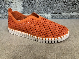  TULIP 3275<br>Orange